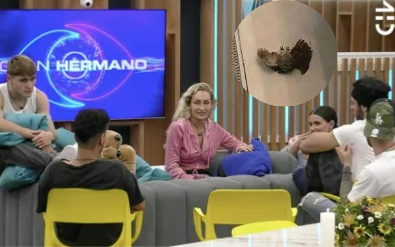 Furor por el búho resucitado en Gran Hermano Chile: "Nos sigue visitando" | Mejores Momentos