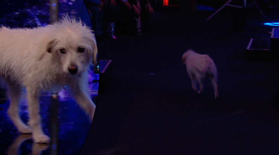 Un perro escapó del escenario en medio del show y enamoró a todos en Got Talent Argentina | Mejores momentos
