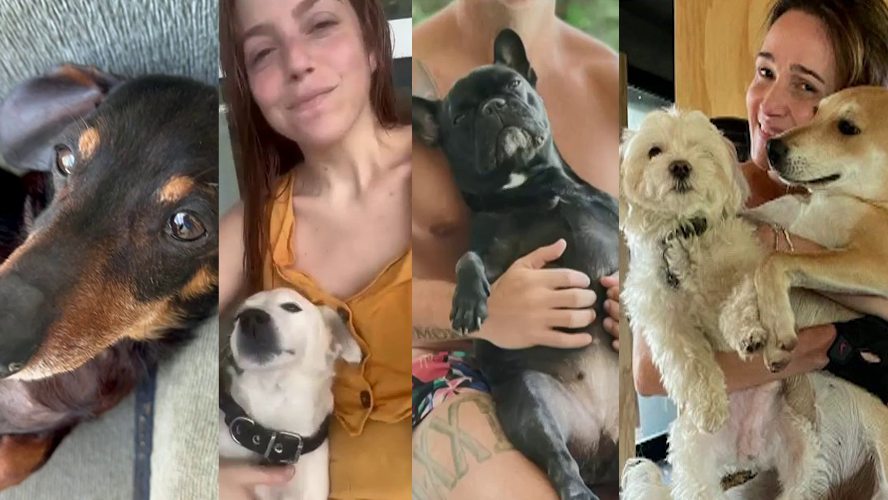 Copito, Nancy, Chango y Benito: conocé a las mascotas del equipo de Cortá por Lozano | Popurrí de noticias