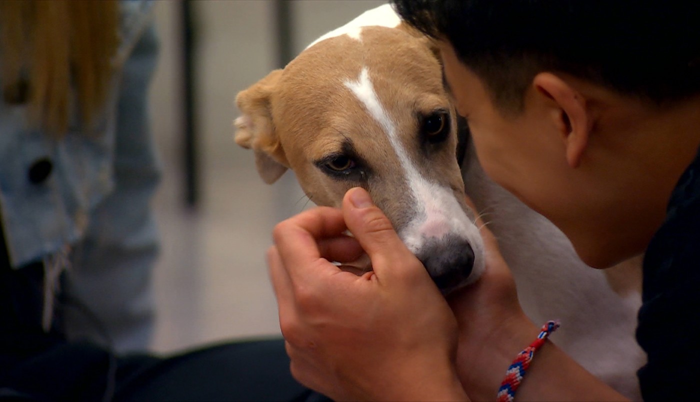 El show de Arturo | Mejores momentos