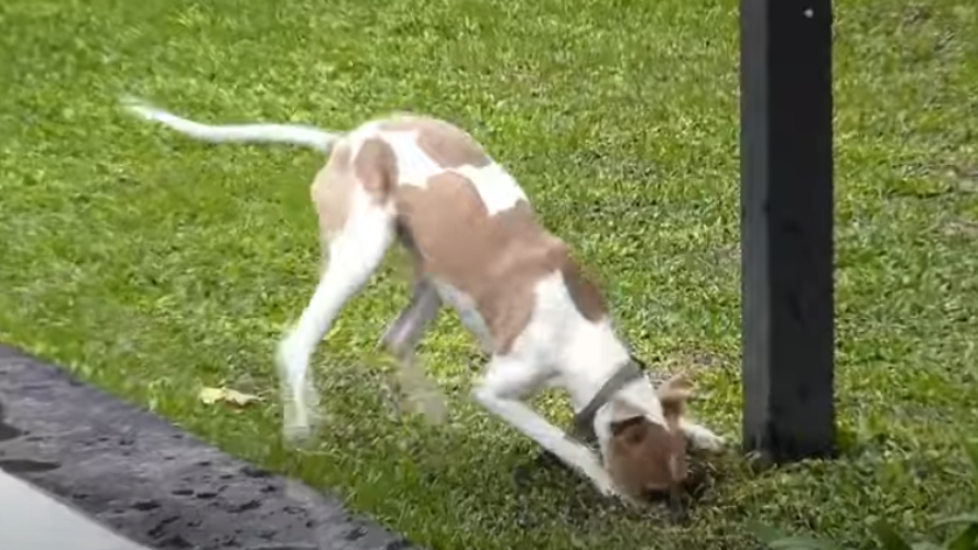 Arturo tambien recibio una advertencia de Gran Hermano: delitos en cuatro patas | Mejores momentos