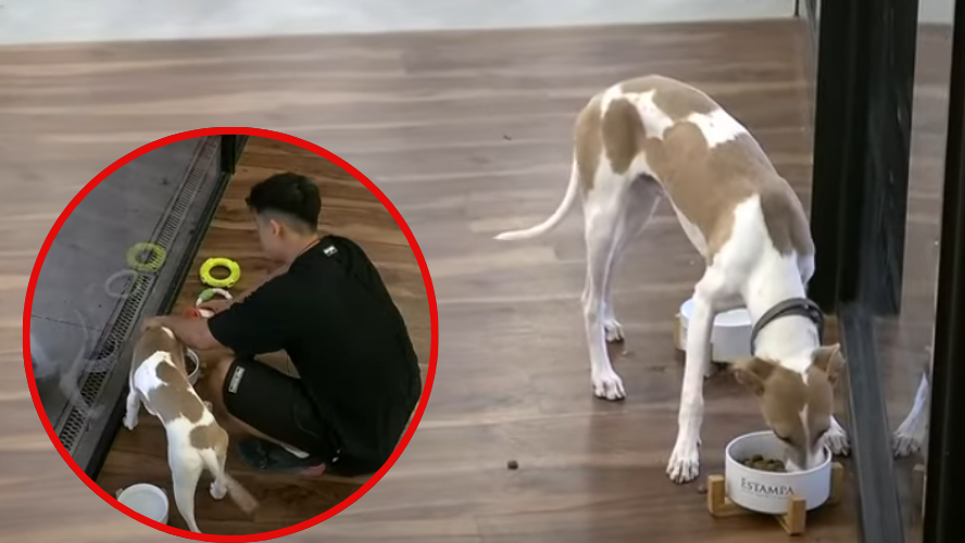 Arturo cada dia mas contento: Ya le perdio el miedo a a la casa | Mejores momentos