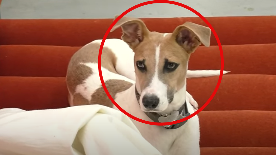 Arturo ya eligio a su dueño: solo quiere al chino | Mejores momentos