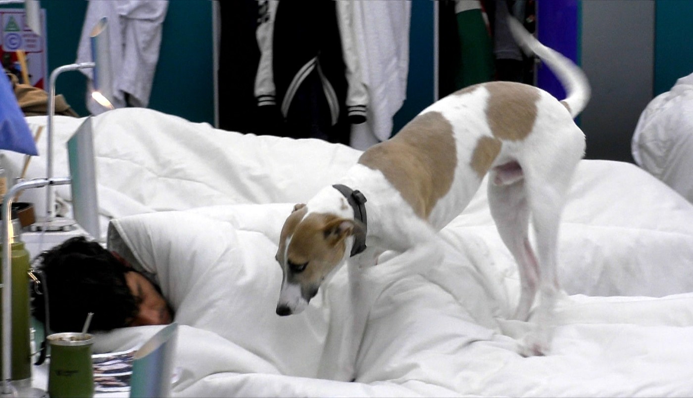 Perro o gallo: Arturo en modo despertador | Mejores momentos