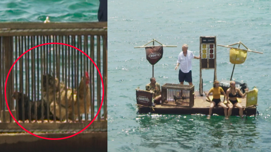 Son gallinas ponedoras pero se las quieren comer: el nuevo desafío de beneficio en Survivor | Mejores Momentos
