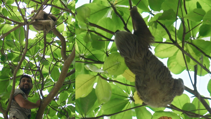 Goldi molestó a un oso perezoso: el disgusto de su tribu | Mejores Momentos