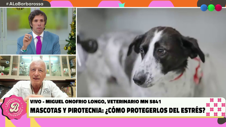 Mascotas y pirotecnia: ¿cómo protegerlos del estrés? | Mejores Momentos