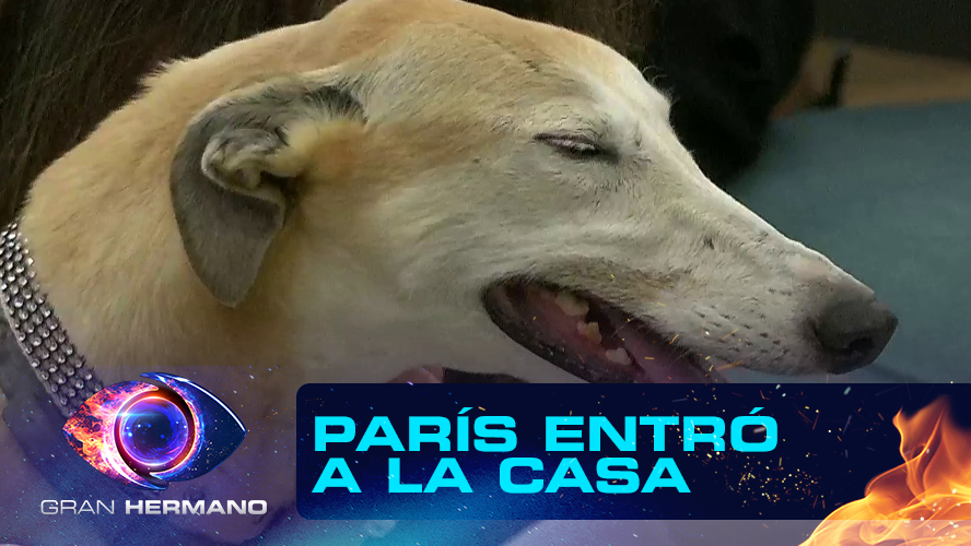 Programa 96 | Programas 2025