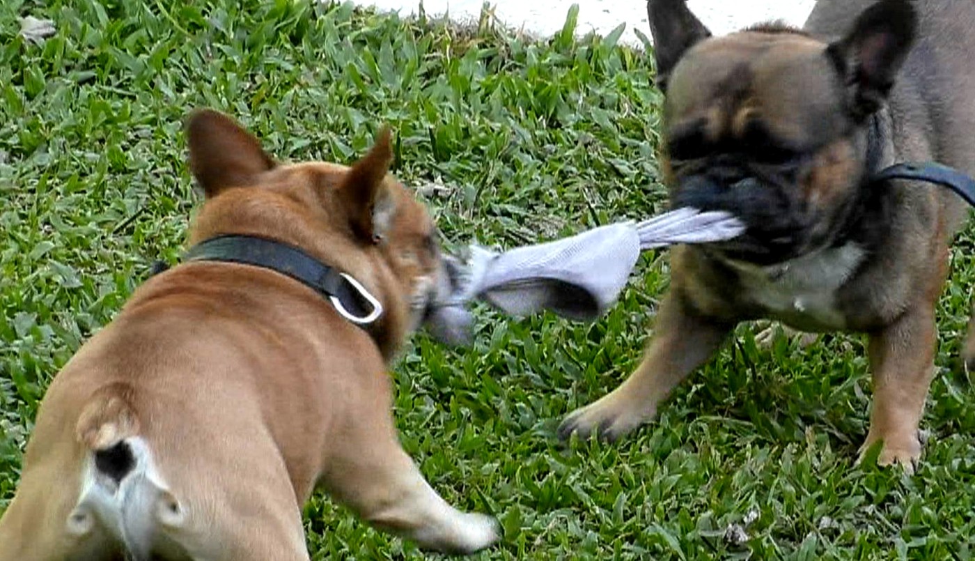 Los perros de Juan Pablo pelearon por las tangas de Sandra | Mejores momentos