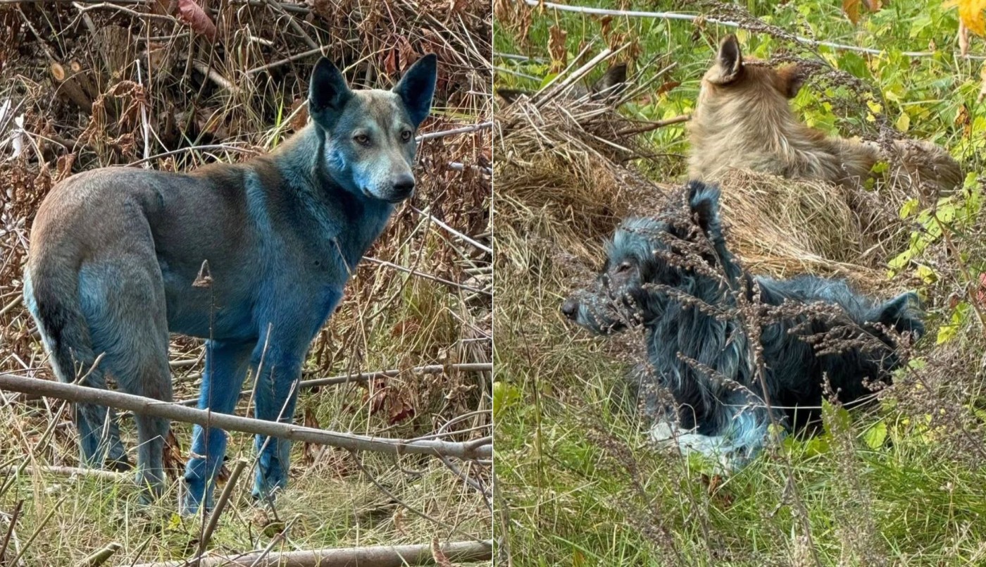 Chernobyl: ¿Por qué hay perros con pelaje azul en la zona de exclusión? | Virales