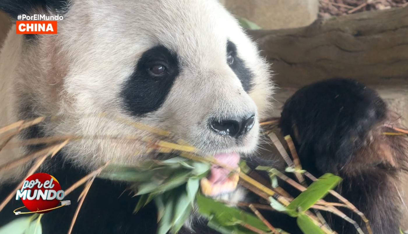 La base de pandas gigantes fue visitada por Marley y los hermanos Caniggia | Mejores Momentos
