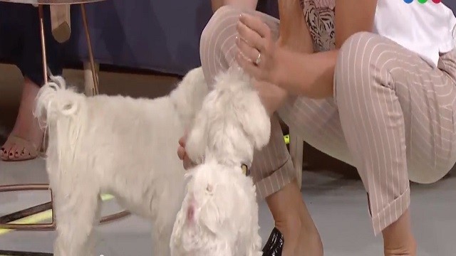 Diván canino con Euge Tobal, Romeo y Copito | Entrevistas completas