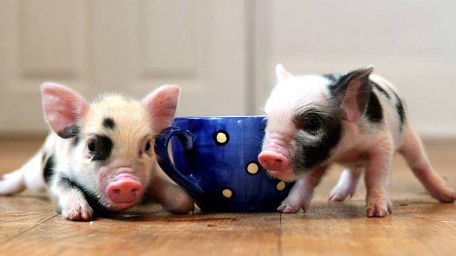 Llegaron a la Argentina los "mini pigs", la mascota que es furor en todo el mundo | Tendencias