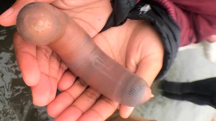 El "pez pene", furor en las redes sociales | Virales