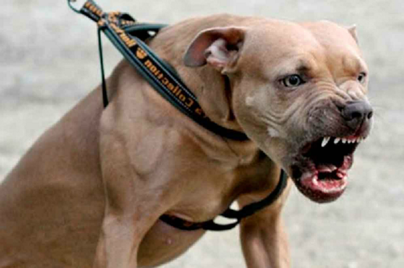 El hombre que luchó contra un temible perro para salvar la vida de un nene | Virales