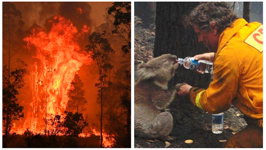 El video de un bombero salvando a un koala que conmueve al mundo | Virales