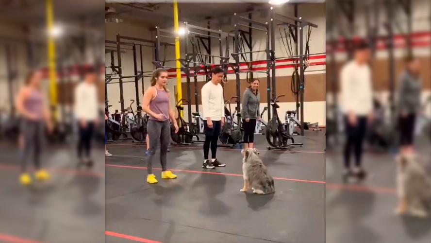 El increíble video del perro que hace crossfit | Virales
