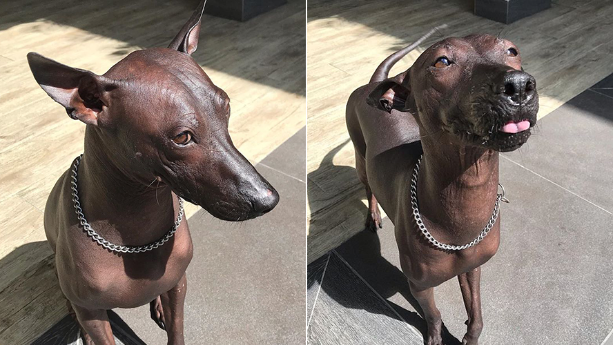 “Piper”, el perro que parece una estatua y es furor en las redes | Virales