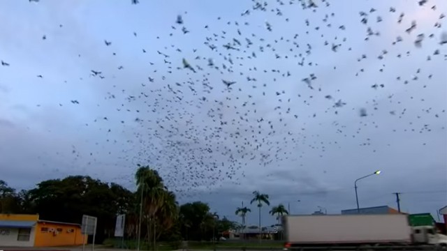 Increíble "tornado de murciélagos" | Virales