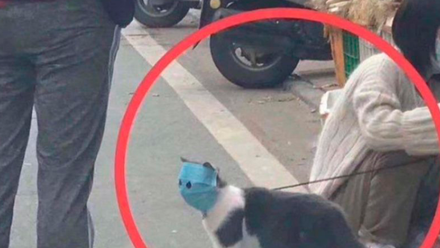 El gatito con barbijo que se volvió viral | Virales