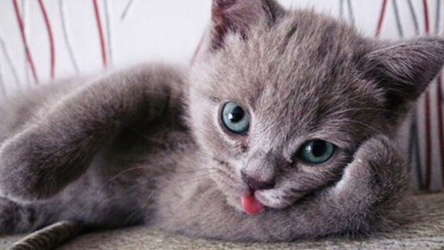 La peculiar razón por el cual  todos los 20 de febrero se celebra el “Día Internacional del Gato” | Tendencias