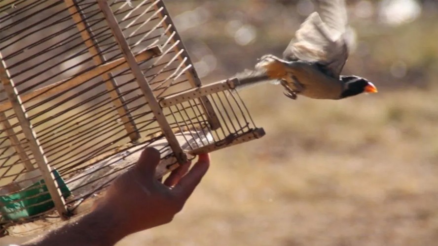 Un hombre liberó a sus pájaros luego de sentir el encierro en carne propia | Virales