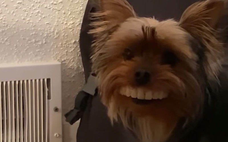 El video del perro que fue viral | Virales