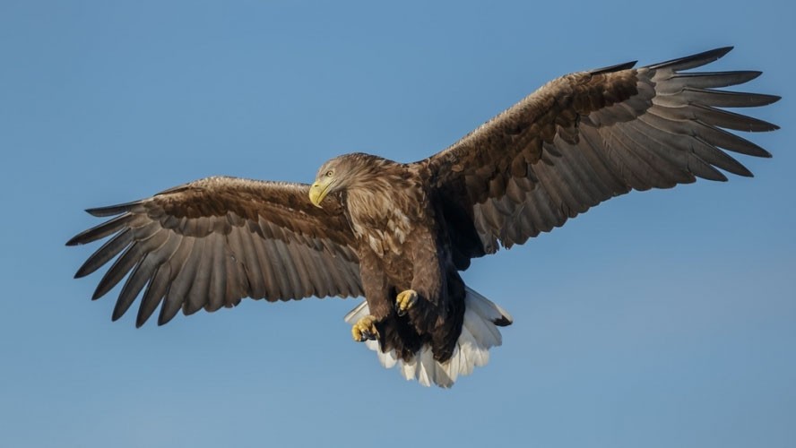 La fascinante especie que apareció en Reino Unido después de 240 años | Sociedad