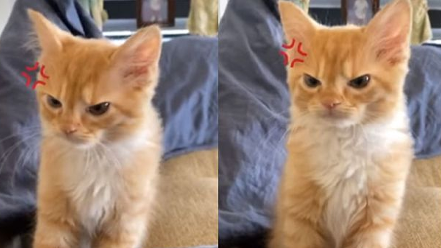 El gato enojado que se volvió viral | Virales