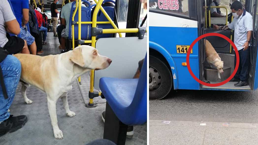 La triste historia del perro que busca a su dueña en los colectivos | Virales