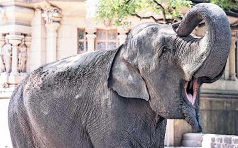 De Buenos Aires a Brasil: Llegó la Elefanta Mara | Sociedad