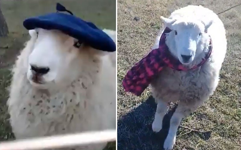 El video viral de la oveja Oscar | Virales