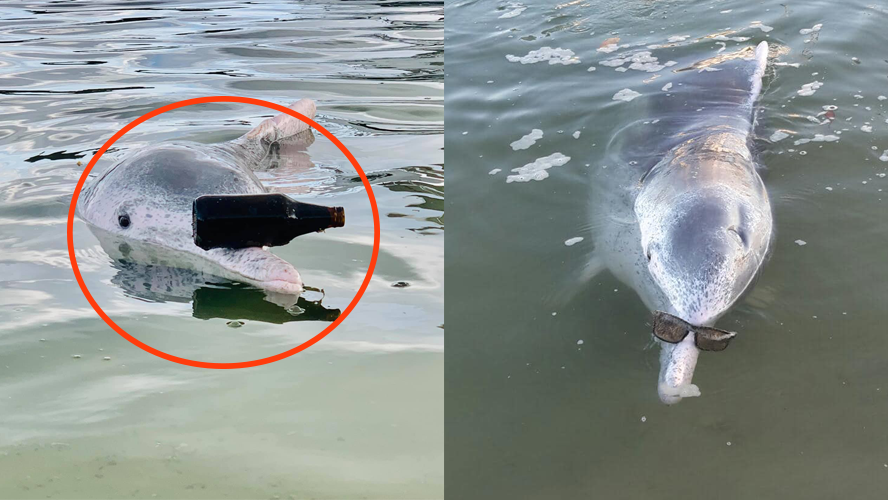 Un delfín sorprende en Australia por su ingenioso comportamiento | Virales