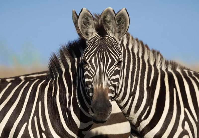 El nuevo desafío viral que promete ponerte en apuros: ¿Cuál de las dos cebras mira a cámara? | Virales