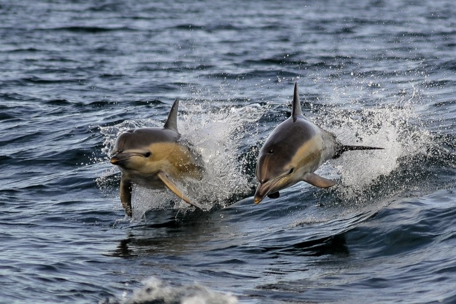 Delfines y lobos marinos surfeando en Las Grutas: increíbles fotos | Virales