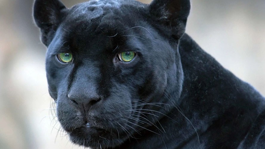 Un jaguar negro suelto por el Parque Nacional Iguazú | Virales