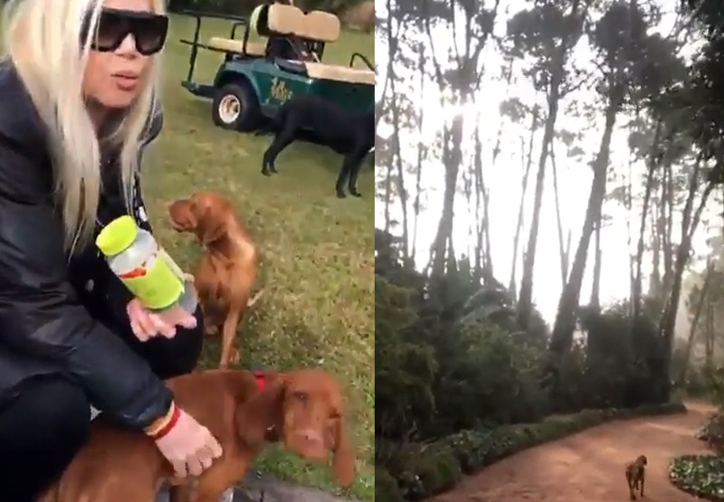 Susana Giménez festejó el "Día del Perro" con un paseo con su hermano | Espectáculos