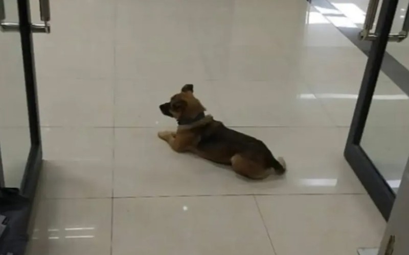 Conmovedor: hace 3 meses espera en el hospital a su dueño que murió de Covid-19 | Virales