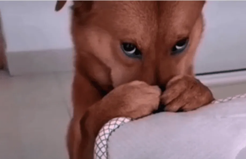 Retaron a un perro, pero su mirada enterneció a todos | Virales