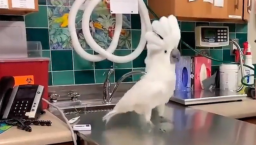 La cacatúa viral que recorre el mundo | Virales