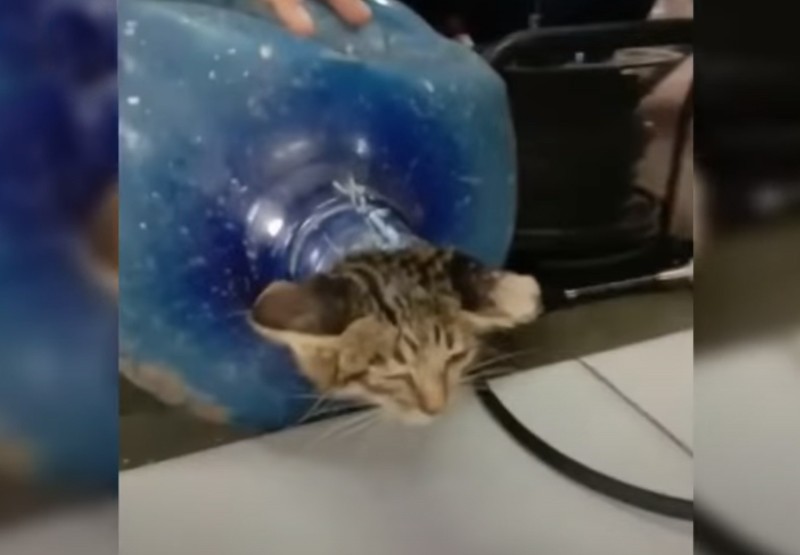 Las dramáticas imágenes del rescate de un gatito que quedó atrapado en un lugar muy particular | Virales