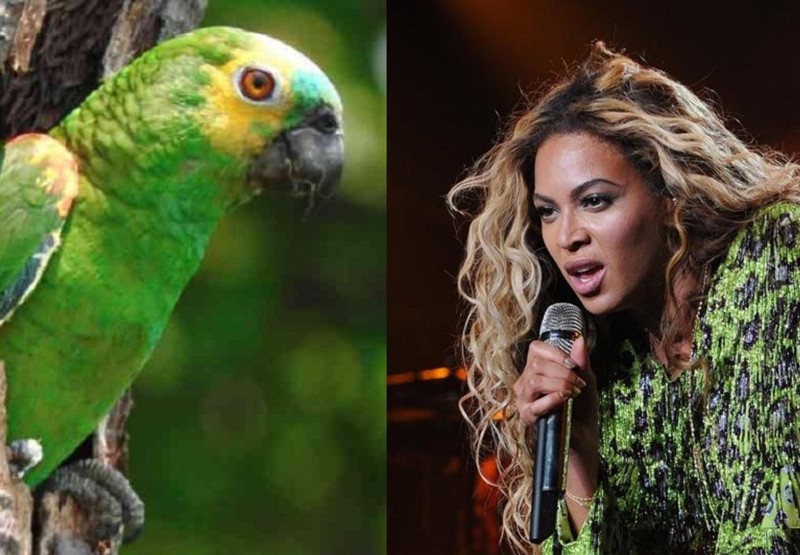 El loro que canta canciones de Beyonce | Virales