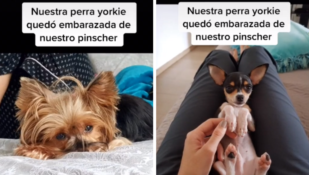 Perros de distinta raza tuvieron cría y se hicieron virales | Virales