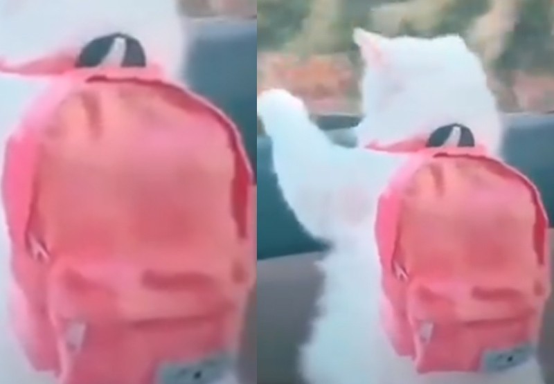 El gatito con mochila que promete enloquecer a todos | Virales