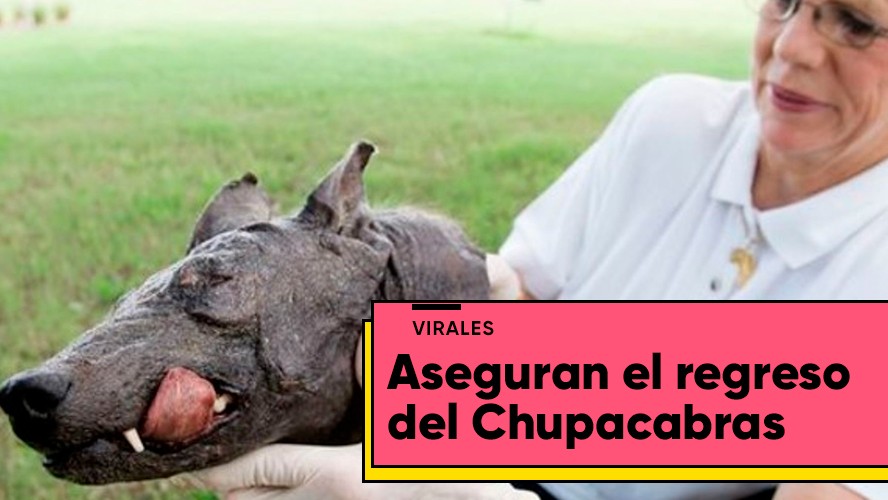 La leyenda del Chupacabras vuelve a tomar fuerzas en Chile | Virales
