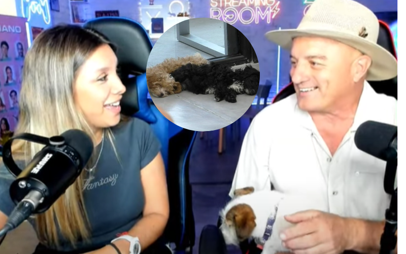 Los cachorros de la casa según la mirada de su veterinario: "Ellos están completamente bien" | Noticias