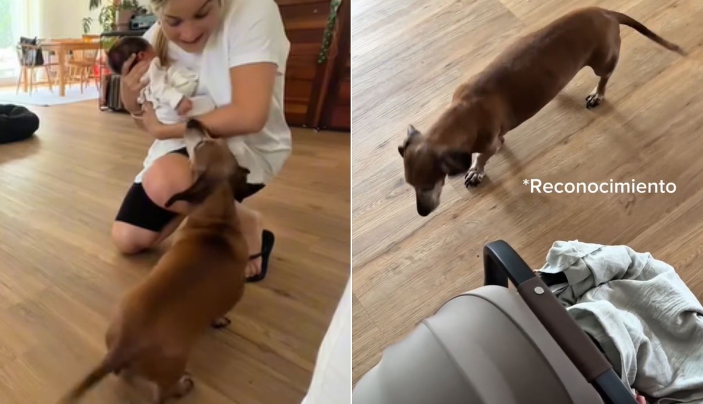 Video | Sofía Pachano grabó la reacción de su perro al conocer por primera vez a su bebé | Espectáculos