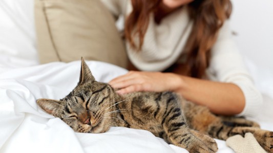 Pet sitting: cómo viajar gratis cuidando mascotas