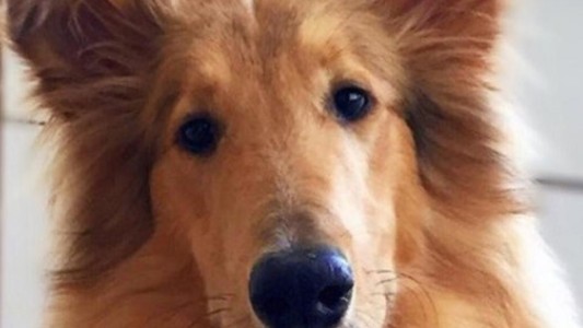 El saludo de Alberto Fernández a su perro Dylan