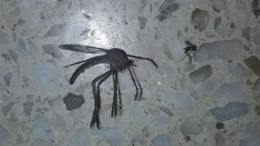 La foto del mosquito gigante que causa pánico